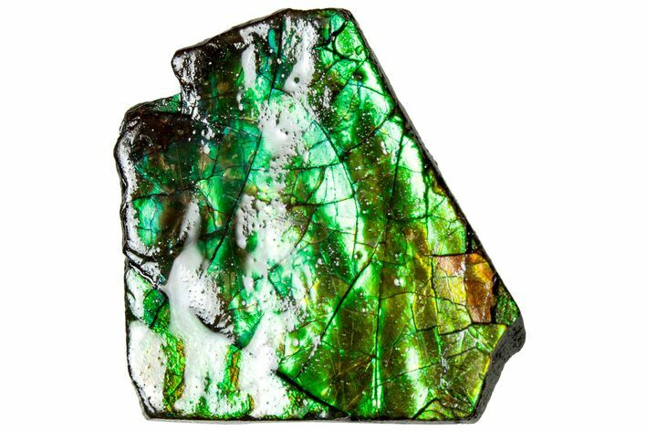 Iridescent Ammolite (Fossil Ammonite Shell) - Alberta #311433